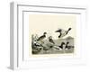 Duck Family II-A Wilson-Framed Art Print