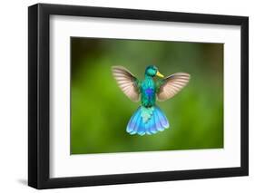 Duck Hummingbird-Pixelmated Animals-Framed Photo