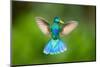 Duck Hummingbird-Pixelmated Animals-Mounted Photo