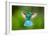 Duck Hummingbird-Pixelmated Animals-Framed Photo