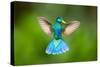 Duck Hummingbird-Pixelmated Animals-Stretched Canvas