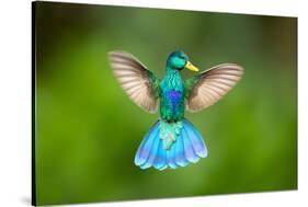 Duck Hummingbird-Pixelmated Animals-Stretched Canvas