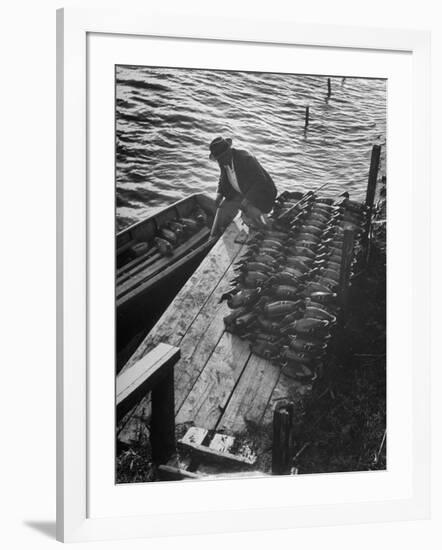 Duck Hunter Frank Freudenberg Loading Decoys for Ducks at Dawn-null-Framed Photographic Print