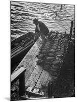 Duck Hunter Frank Freudenberg Loading Decoys for Ducks at Dawn-null-Mounted Photographic Print