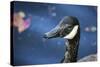 Duck in Profile-null-Stretched Canvas