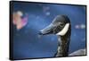 Duck in Profile-null-Framed Stretched Canvas