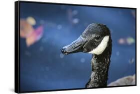 Duck in Profile-null-Framed Stretched Canvas