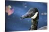 Duck in Profile-null-Stretched Canvas