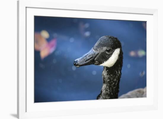 Duck in Profile-null-Framed Photo