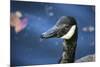 Duck in Profile-null-Mounted Photo