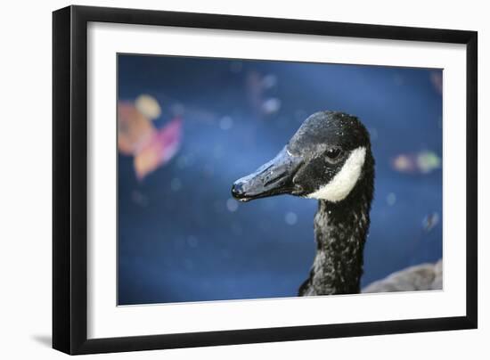 Duck in Profile-null-Framed Photo