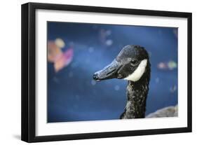 Duck in Profile-null-Framed Photo