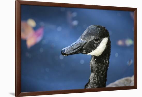 Duck in Profile-null-Framed Photo