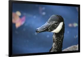 Duck in Profile-null-Framed Photo