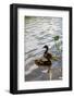 Duck in the Water-Samuel Magal-Framed Photographic Print