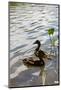 Duck in the Water-Samuel Magal-Mounted Photographic Print