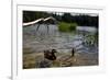 Duck in the Water-Samuel Magal-Framed Photographic Print