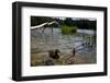 Duck in the Water-Samuel Magal-Framed Photographic Print