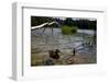 Duck in the Water-Samuel Magal-Framed Photographic Print