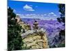 Duck-on-a-rock, East Rim Drive, South Rom, Grand Canyon National Park, Arizona, USA-null-Mounted Photographic Print