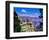 Duck-on-a-rock, East Rim Drive, South Rom, Grand Canyon National Park, Arizona, USA-null-Framed Photographic Print