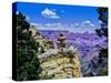 Duck-on-a-rock, East Rim Drive, South Rom, Grand Canyon National Park, Arizona, USA-null-Stretched Canvas