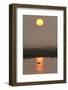 Duck on Water in Reflection of Sunlight at Dawn, Elmley Rspb Reserve, Kent, UK, April-Terry Whittaker-Framed Photographic Print