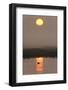 Duck on Water in Reflection of Sunlight at Dawn, Elmley Rspb Reserve, Kent, UK, April-Terry Whittaker-Framed Photographic Print