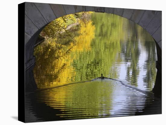 Duck Passes under a Bridge in Lazienki Park in Warsaw, Poland-null-Stretched Canvas