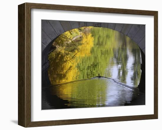 Duck Passes under a Bridge in Lazienki Park in Warsaw, Poland-null-Framed Photographic Print