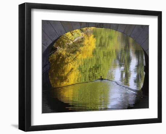 Duck Passes under a Bridge in Lazienki Park in Warsaw, Poland-null-Framed Photographic Print