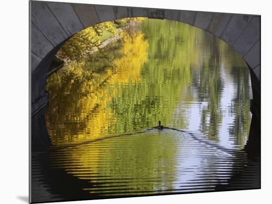 Duck Passes under a Bridge in Lazienki Park in Warsaw, Poland-null-Mounted Photographic Print