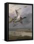 Duck Rising-Archibald Thorburn-Framed Stretched Canvas
