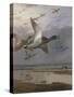 Duck Rising-Archibald Thorburn-Stretched Canvas