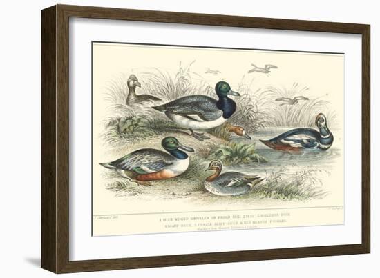 Duck Varieties-J. Stewart-Framed Art Print