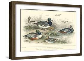 Duck Varieties-J. Stewart-Framed Art Print