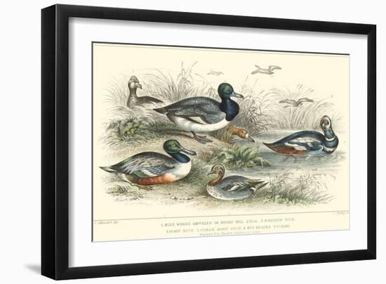 Duck Varieties-J. Stewart-Framed Art Print