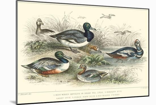 Duck Varieties-J. Stewart-Mounted Art Print