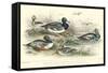 Duck Varieties-J. Stewart-Framed Stretched Canvas