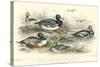 Duck Varieties-J. Stewart-Stretched Canvas