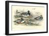 Duck Varieties-J. Stewart-Framed Premium Giclee Print