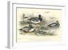 Duck Varieties-J. Stewart-Framed Premium Giclee Print