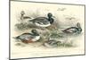 Duck Varieties-J. Stewart-Mounted Premium Giclee Print