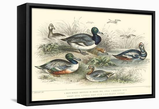 Duck Varieties-J. Stewart-Framed Stretched Canvas
