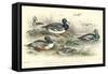 Duck Varieties-J. Stewart-Framed Stretched Canvas