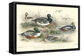 Duck Varieties-J. Stewart-Framed Stretched Canvas