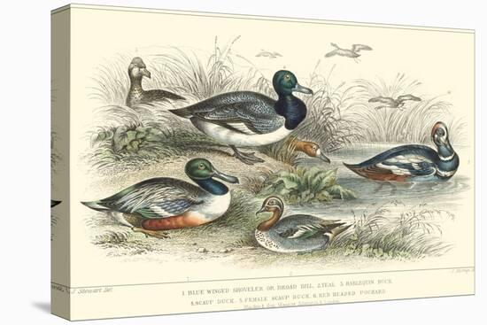 Duck Varieties-J. Stewart-Stretched Canvas