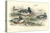 Duck Varieties-J. Stewart-Stretched Canvas