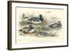 Duck Varieties-J. Stewart-Framed Art Print