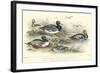 Duck Varieties-J. Stewart-Framed Art Print